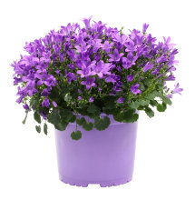 Campanula Ø17 cm